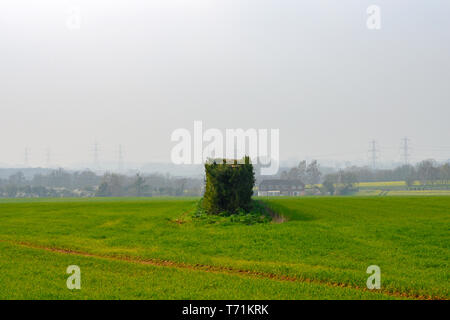 Rottura del vento siepi piantati nel mezzo di terreni agricoli Foto Stock