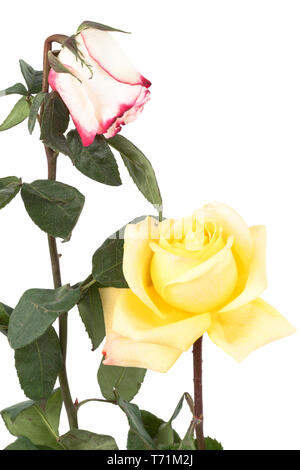 Asciugare le rose su sfondo bianco Foto Stock