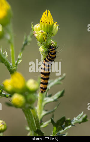 Jacobs herb caterpillar mangia sulle foglie Foto Stock