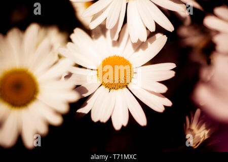 Sogno creativo come,soft focus immagine della piccola daisy come fiori Foto Stock