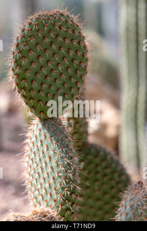 L' Opuntia pycnantha Engelm in perfette condizioni Foto Stock