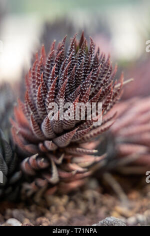 Vista di un rosso "Haworthia" di piante succulente Foto Stock