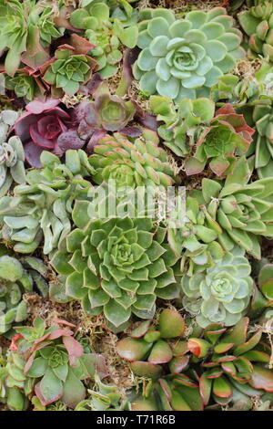 Sempervivum. Semprevivo succuelnts formano un muro vegetale in un giardino verticale, REGNO UNITO Foto Stock