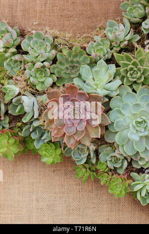 Sempervivum. Dettaglio di succulente formando un muro vegetale in un piccolo giardino verticale, REGNO UNITO Foto Stock