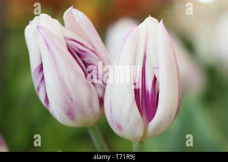 Tulipa " Flaming bandiera". Fioriture di questa forma classica trionfo tulip, molla, REGNO UNITO Foto Stock