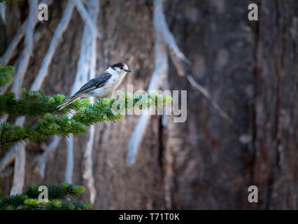 Un piccolo grigio e bianco uccello appollaiato su un ramo di un albero di pino in Mt Rainier National Park, Washington. Foto Stock