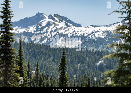 Alberi sempreverdi crescere grandi contro viste sulla montagna in Mt Rainier National Park nello stato di Washington. Foto Stock