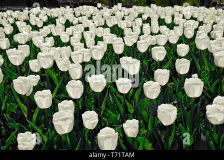 I tulipani. Radura di bianco tulipani nel parco.Sofia, Bulgaria; Foto Stock