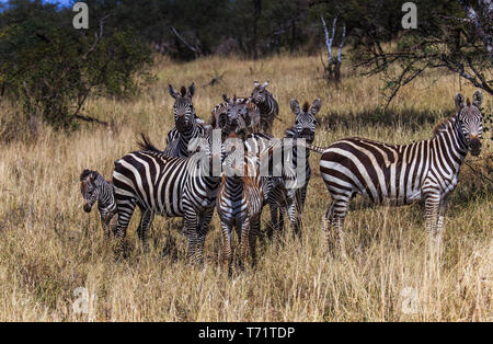 Un piccolo gruppo di zebre guardando dritto fuori uno assomiglia a sorridere mentre un altro è mordere una coda Foto Stock