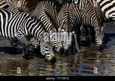 Vista ravvicinata di quattro zebre acqua potabile da un foro di irrigazione durante la stagione migratoria in Africa Foto Stock