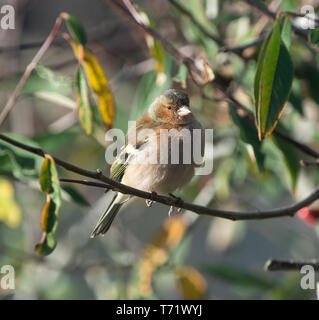 Fringuello maschio Foto Stock