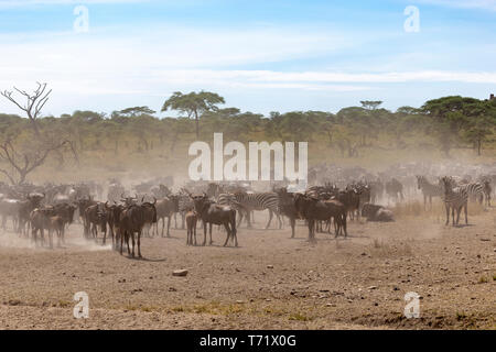 Pronti per la migrazione in un secco e polveroso stagione, zebre e wilderbeast stanno intorno. Foto Stock