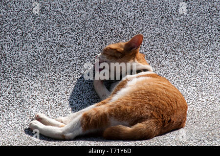 Tha Ton Thailandia, lo zenzero e il gatto bianco dormendo sul banco di prova nella luce del sole Foto Stock