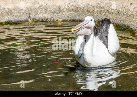 Funny-cercando pelican nuota in uno stagno su una bella giornata di sole, Australia occidentale Foto Stock