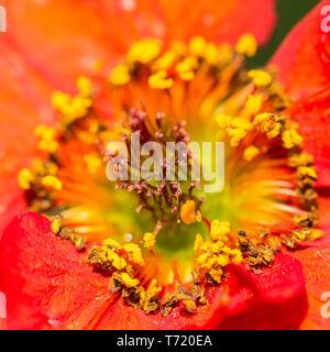 Una macro shot del centro di un colore rosso brillante geum bloom. Foto Stock