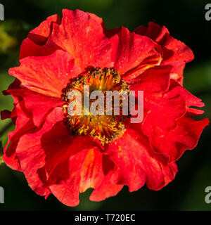 Una ripresa macro di un colore rosso brillante geum bloom. Foto Stock