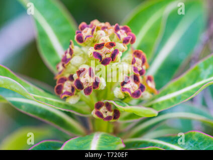 Una macro colpo di fiori di un miele di euforbia bush. Foto Stock