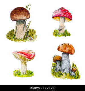 Le illustrazioni ad acquerello di funghi. Foto Stock