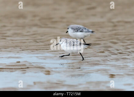 Sanderlings piumaggio invernale da solo gruppo Foto Stock