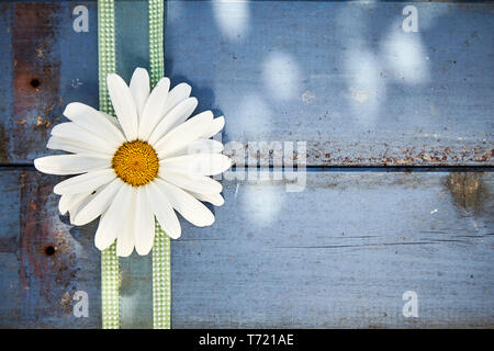 Singola bianco marguerite daisy con nastro verde disposte come una frontiera in stile rustico in legno di colore blu con copia spazio all'aperto in pezzata ombra simbolica della molla Foto Stock