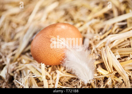 Unico marrone punteggiato di uova di galline e piuma accoccolato in paglia pulita simbolica della pasqua o sani prodotti freschi di fattoria Foto Stock