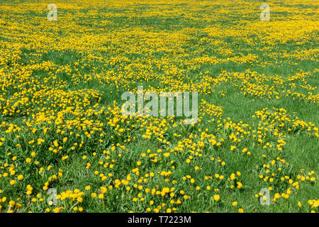 Prato di fiori con lussureggiante fioritura di tarassaco Foto Stock