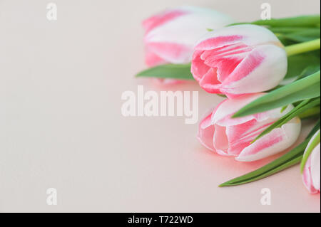 Tulipani rosa sfondo con copyspace in rosa Foto Stock