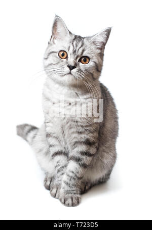 Scottish strite giovani cat Foto Stock