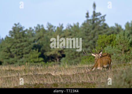 Red Stag flehming Foto Stock