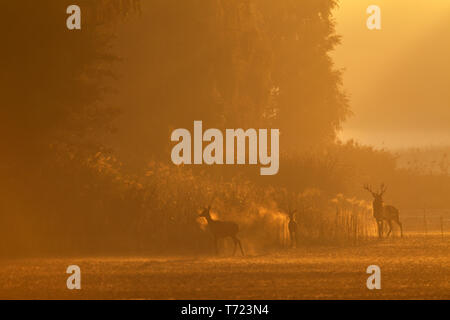 Red Deer stag, hind e vitello alla mattina presto Foto Stock