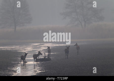 Red Deer allevamento in un sguazzi Foto Stock