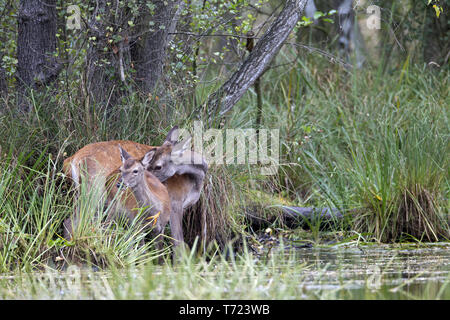 Red Deer hind e vitello a pondside Foto Stock