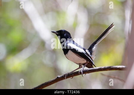 Bird Madagascar Magpie Robin Foto Stock