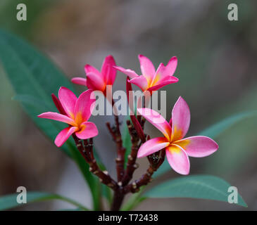 Fiori di colore rosa Frangipani, Plumeria Madagascar Foto Stock