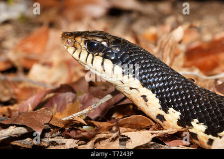 Serpente gigante malgascio Hognose, Madagascar wildlife Foto Stock