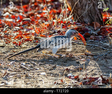 Un Rosso del sud-fatturati Hornbill con un insetto che ha catturato Foto Stock
