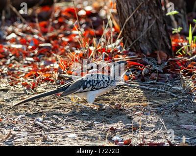 Un Rosso del sud-fatturati Hornbill con un insetto che ha catturato Foto Stock