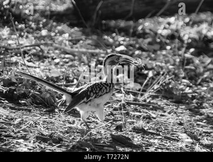 Un Rosso del sud-fatturati Hornbill con un insetto che ha catturato Foto Stock