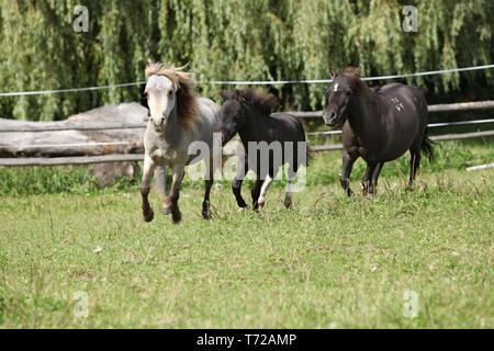 American cavalli in miniatura in esecuzione su pascolo Foto Stock