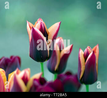 Tulip Slawa Foto Stock