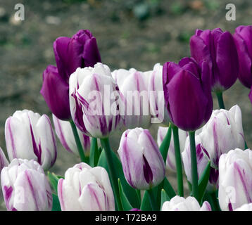 I tulipani Flaming bandiera (bianco) e bandiera viola Foto Stock
