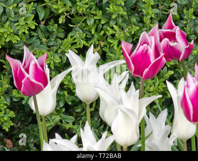 I tulipani Tres Chic (bianco) e Claudia Foto Stock