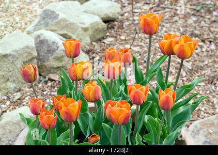 Tulip Cairo Foto Stock