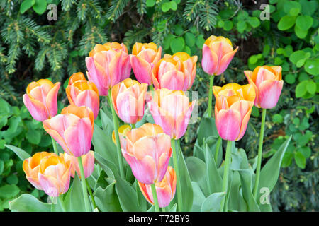Tulip dinastia arancione Foto Stock
