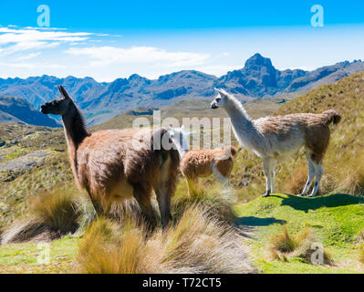 Llamas presso il parco Cajas - Cuenca Foto Stock