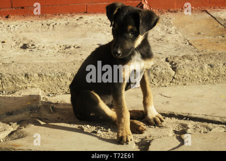 Abbandonato cucciolo per chiedere aiuto sulla strada in Brasile Foto Stock