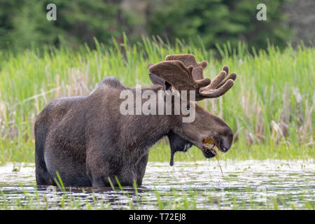 La molla Bull alci, Algonquin Park Canada Foto Stock