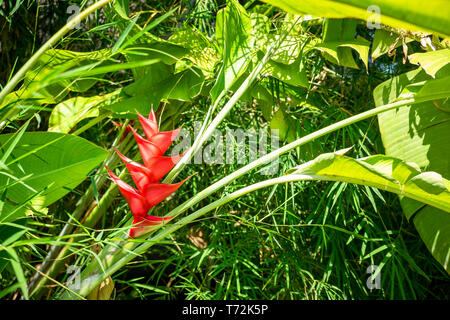 Colorato di rosso fiore di una pianta bromeliad Foto Stock