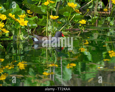 Moorhen Gallinula chloropus alimentazione nel fiume tra marsh Le calendule Foto Stock