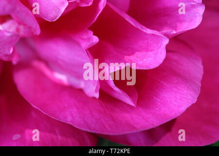 Close up di Paeonia lactiflora ciotola di bellezza Foto Stock